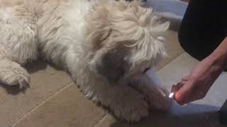 Dose anyone have a lighter? by Jack Russell Terrier 65 views 3 years ago 35 seconds