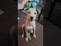 love#viral#funny#love#lovestatus#edit#viralvideo#video#videos#comedy#comedyshorts#comedyvideo#viral