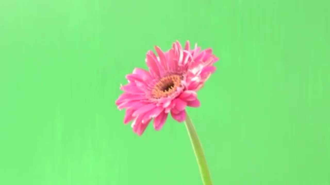 flower green screen youtube