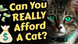 Can You Afford A Cat? The Truth About Vet Bills & Long-Term Costs