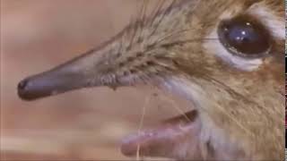 Velvet Snout
