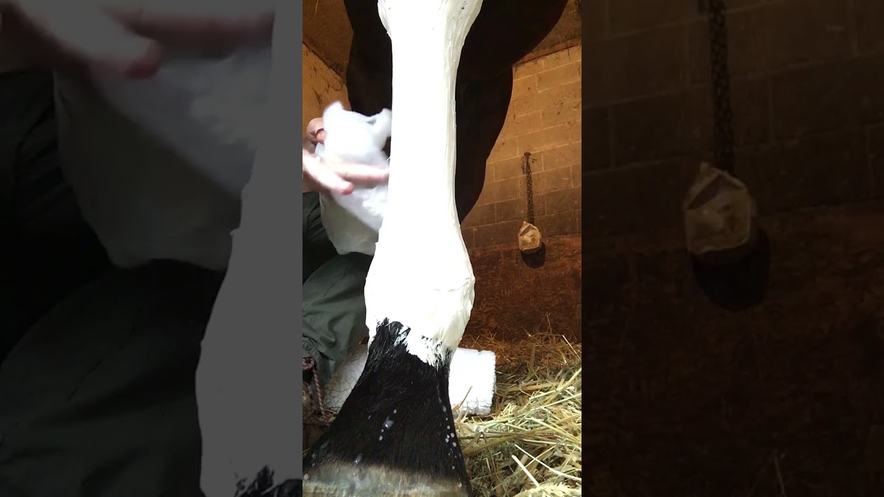 Putting a poultice bandage on a horse. After hard workout. YouTube
