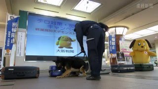 麻薬探知犬のパフォーマンス　大阪税関