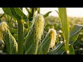 Maize farming in Uganda (pests and disease control, Foliar Fertilizers, yield boost all in one)
