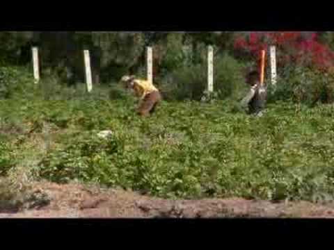 أنهار المكسيك الملوثة - 24 أغسطس 2007