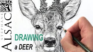 Drawing a REALISTIC PORTRAIT of a roe deer - How I use GRAPHITE