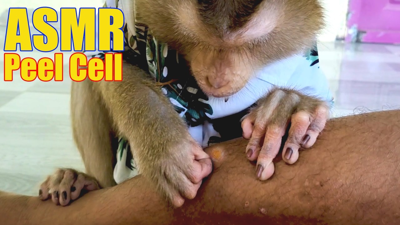 The Most Satisfying Monkey Grooming Dead Cell Human ASMR