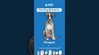 Pdaner Your Pets With Purrfect Grooming Mobile Pet Spa dogs grooming shorts doglover funnydog