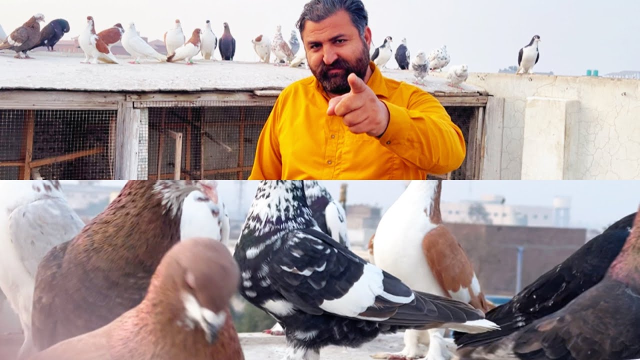 Today new entry 😱❤️❤️fighter 32 kabuter le ye ha 