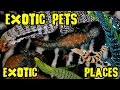 Saudi Arabian Reptile ROOM TOUR !