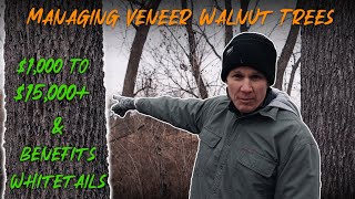 Managing Veneer Walnut Trees - Benefits Whitetails | Timber Improvements | Habitat |