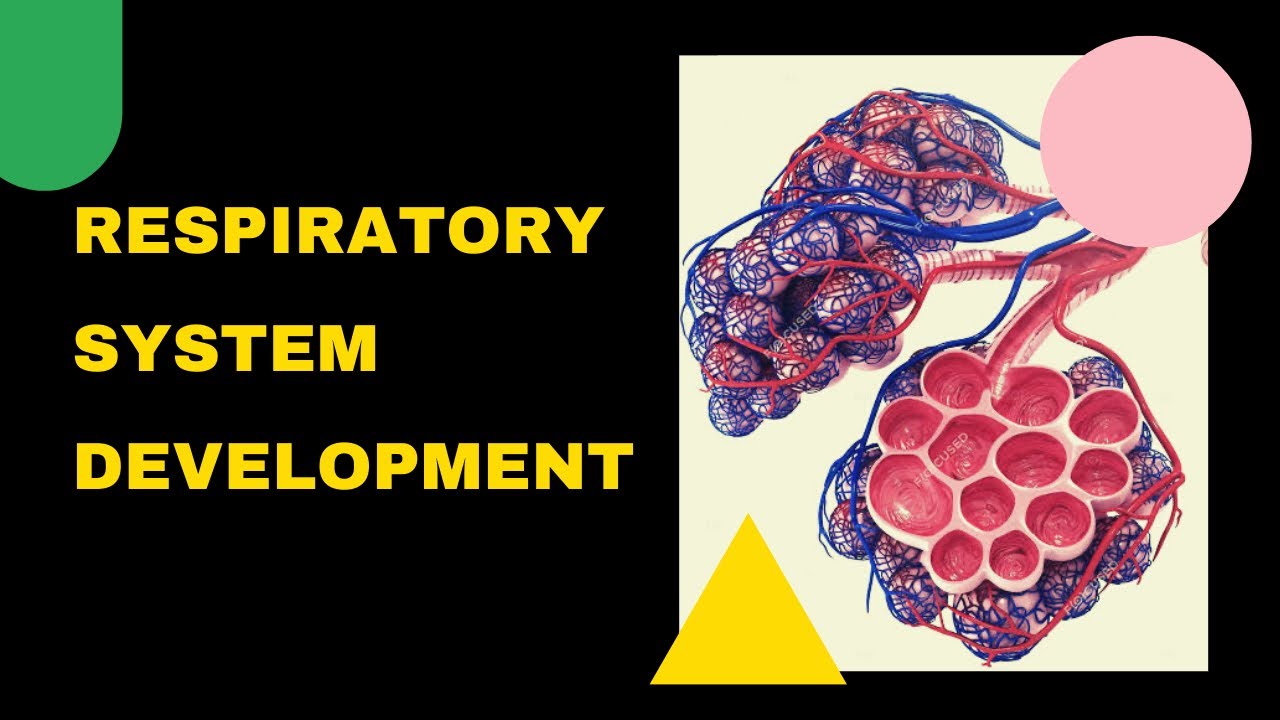 Development of respiratory system in Bangla YouTube