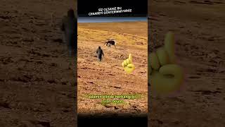 Ölümüne Kurdun Üstüne Gitti