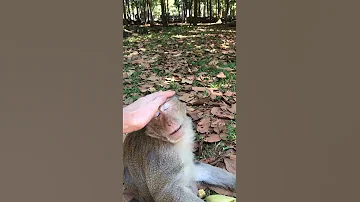 обезьяна, которую можно погладить