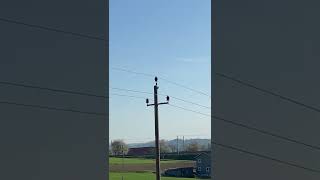 Specht Bearbeitet Das Abdeckblech Eines Strommastens