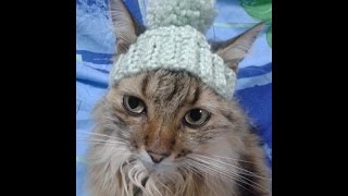 Игрушки и аксессуары для кошек:) Toys and accessories for cats