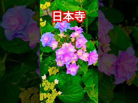 日本寺🌸紫陽花咲き始め🩷恋愛運アップ♥雨あがりの艶やかな紫陽花🌼千葉県多古町 🌸hydrangea🌼