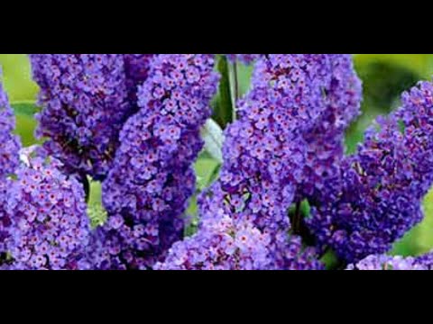 Video: Snežna Buddleya