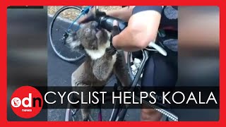 Thirsty Koala Drinks Cyclist's Water In Heatwave