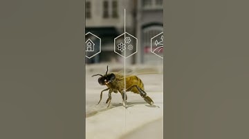 Unlocking the Secrets of Bee Navigation in Your Town!