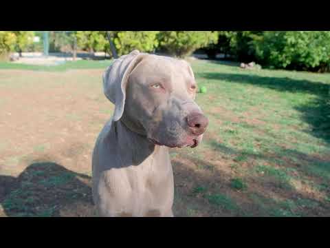 Video: Trendy Yeni Köpek Türü Weimaraners Kuruyemiş