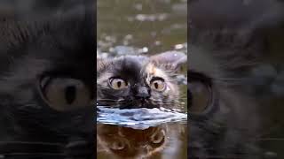 #shorts #swimming #cats #catlover #water #video