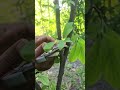 Boost Your Plum Tree Growth with This Simple Cut!#plumtree #plumpruning #treepruning #ukfarming