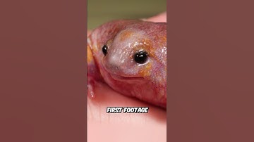 Turtle Frog Discovered!