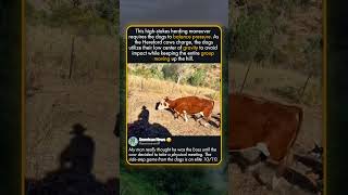 WHY COWS CHALLENGE WORKING DOGS