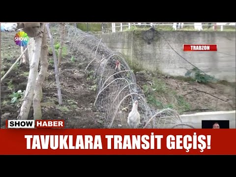 Tavuklara transit geçiş!