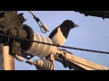 カササギの鳴き声