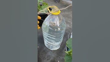 Easy Drip Water Irrigation System with Rope #youtubeshorts  #diy #drip #irrigation  #shortsfeed
