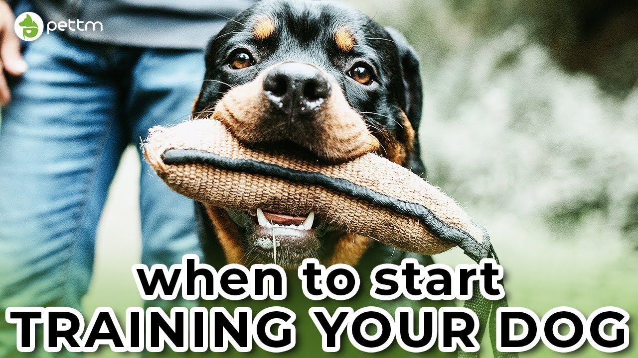When Should You Start Training Your Dog Petlog PetTM Trinadh