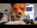 Wildlife Staff Wear Fox Masks to Take Care of Baby Fox