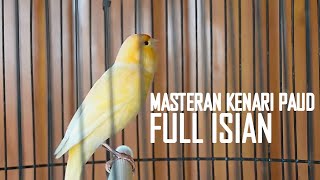 Masteran kenari paud full isian || Kenari paud auto bunyi ‼️