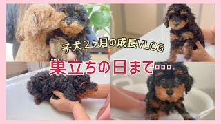 【ありがとう】マーブルチョコちゃん、最後の成長記録🐾 2〜3ヶ月