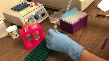 Lab Demo: DNA Extraction for GMO PCR