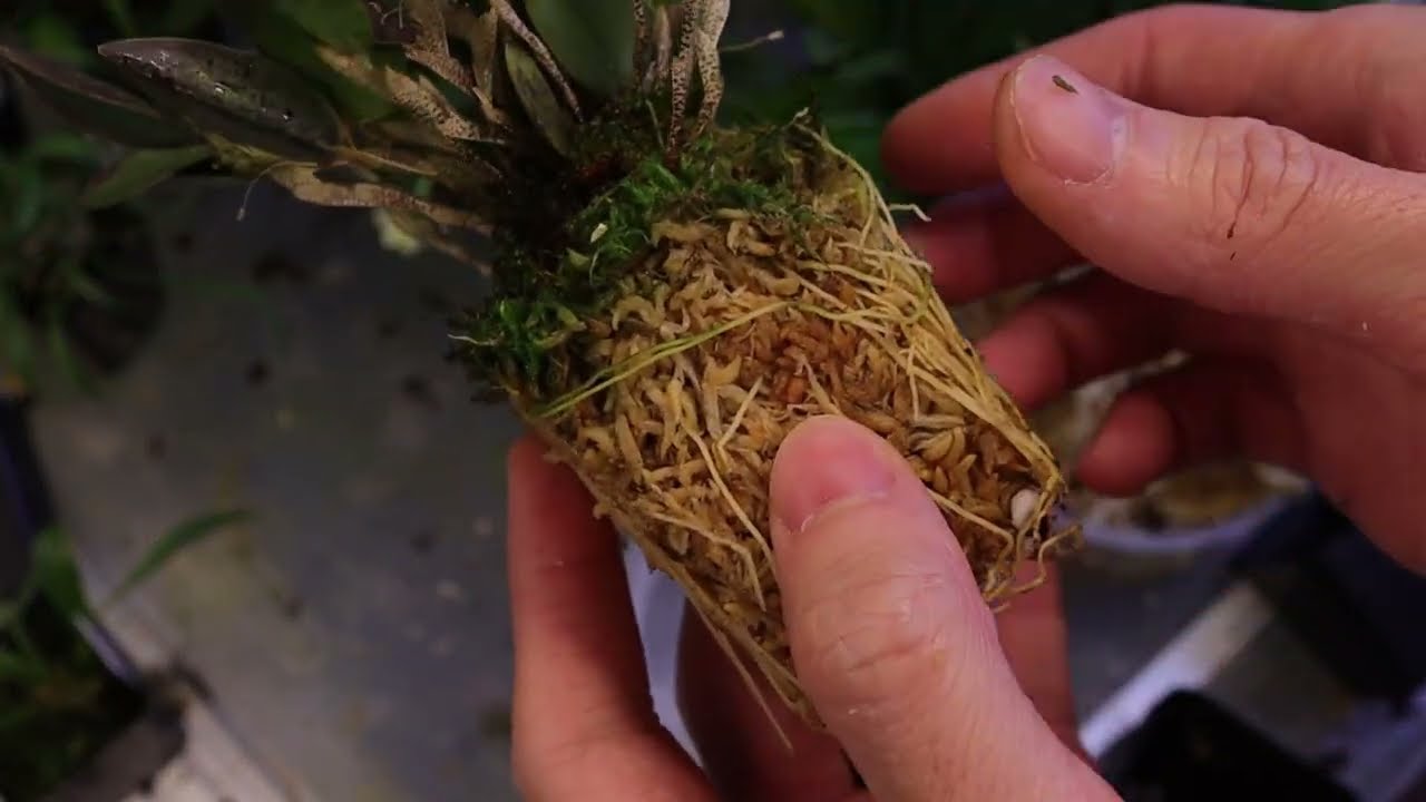 Repotting day and an exciting communtiy announcement, October 30, 2025