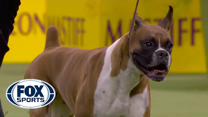'Wilma' the boxer wins the Working Group at 2020 W...