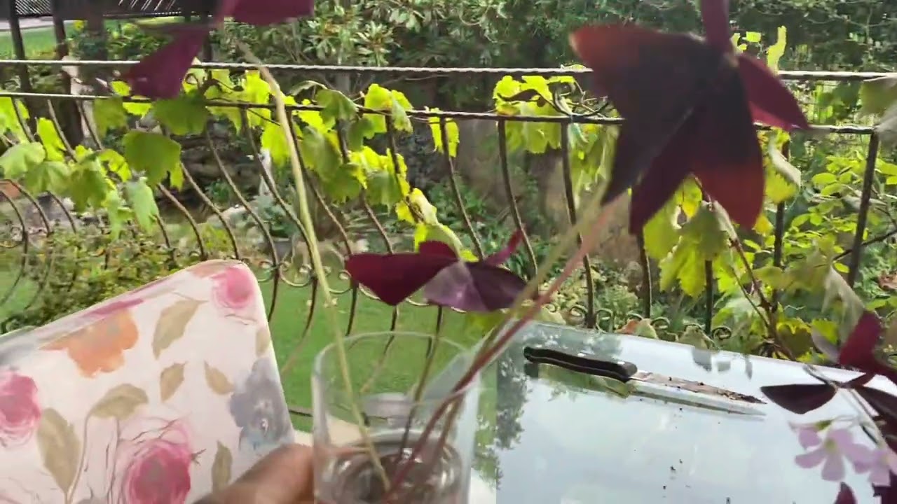 Oksalis süs yoncası bakım,çoğaltımı ,hastalıkları