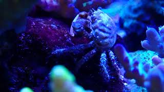 Emerald Crab