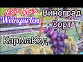 Виноград Кармакод 2025-09.23