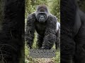 Why Gorillas Often Pause and Focus Their Gaze in the Wild