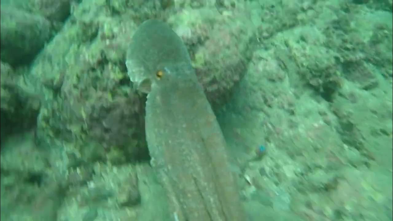 マダコと泳ぐ Swim with octopus YouTube