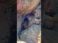 「市川市動植物園のベビーパンチくん、今日も元気いっぱい!」 🐵✨