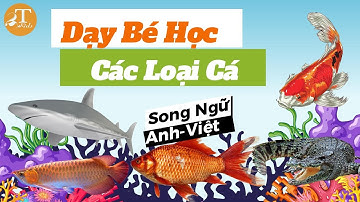 CON GÌ ĐÂY? Dạy Bé Đọc Tên Các Loài Cá: Cá Mập 🦈 Shark, Cá Sấu 🐊 Crocodile, Cá Voi 🐋 Whale | 2T Kids