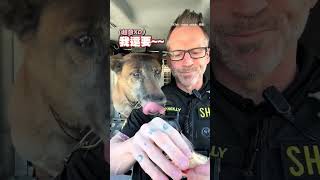 【台灣零食讚】美警犬與夥伴吃雪餅 好吃到連嗑兩包 #funnypets #台灣零食 #Shorts @funny_videos image