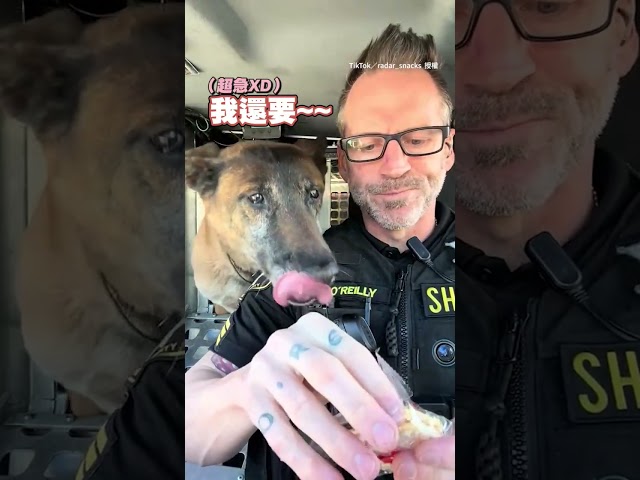 【台灣零食讚】美警犬與夥伴吃雪餅 好吃到連嗑兩包 #funnypets #台灣零食 #Shorts @funny_videos