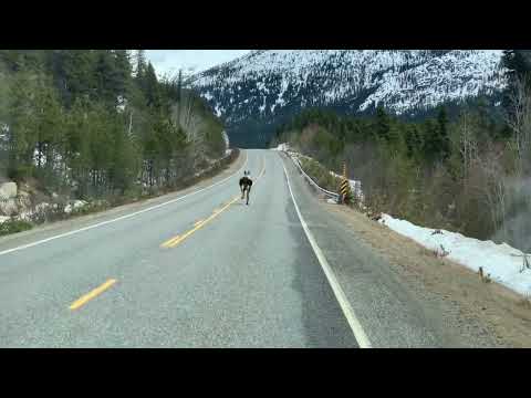 WOLF CHASES MOOSE