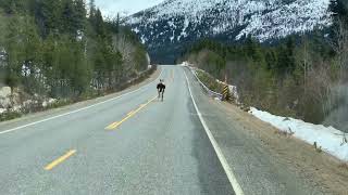 WOLF CHASES MOOSE DOWN YUKON HIGHWAY